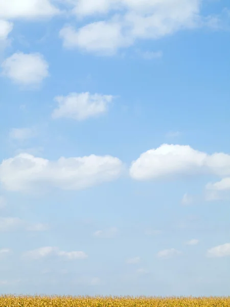 Gouden maïsveld en blauwe hemel — Stockfoto