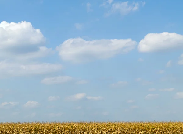 金黄的玉米田和蓝蓝的天空 — 图库照片