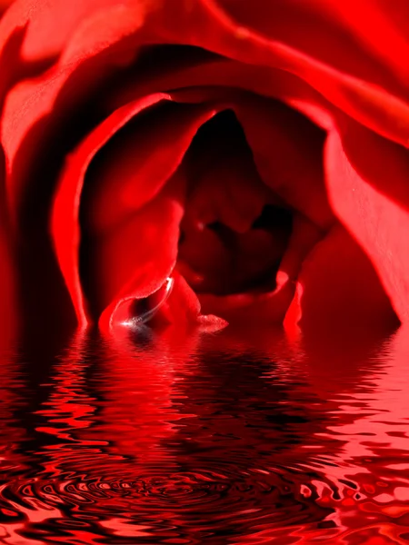 stock image Beautiful red rose