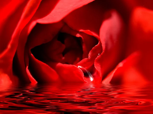 stock image Beautiful red rose