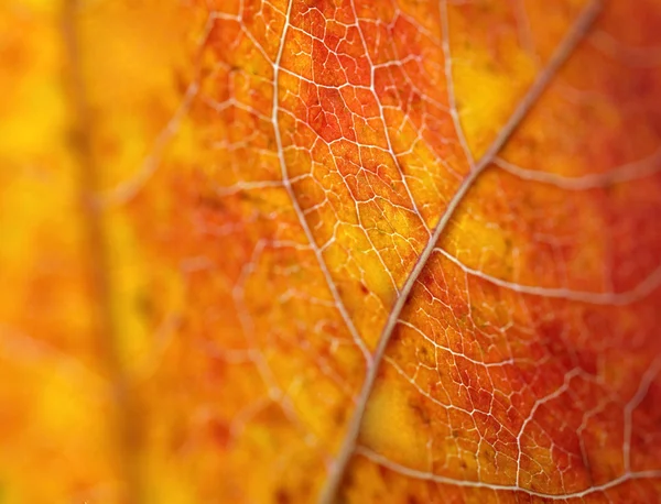 Bela folha de outono macro — Fotografia de Stock