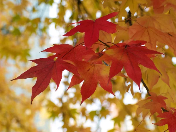 Kırmızı ve sarı güzel sonbahar yaprakları — Stok fotoğraf