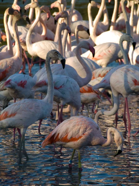 stock image Pink flamingos