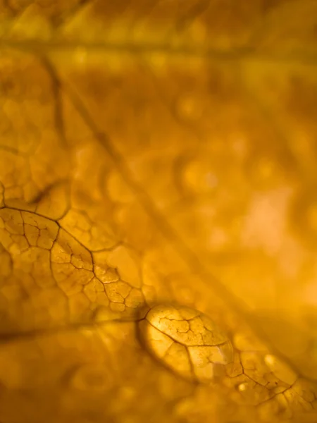 Brown leaf macro with drops — Stock Photo, Image