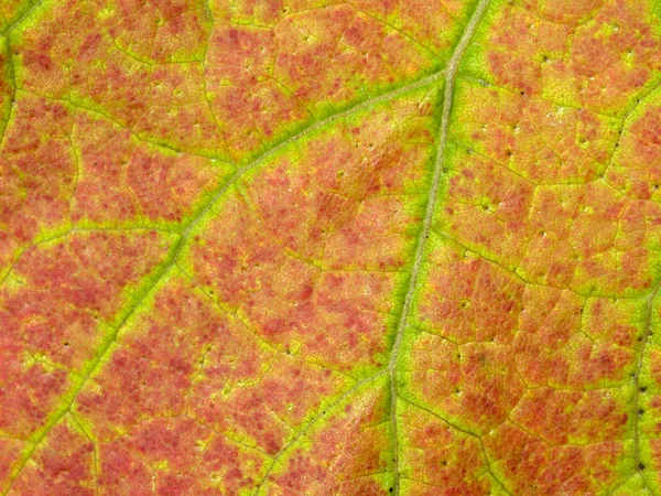 Vineyard leaf macro — Stock Photo, Image
