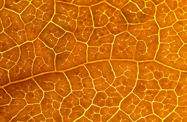 Güzel kahverengi yaprak makro — Stok fotoğraf