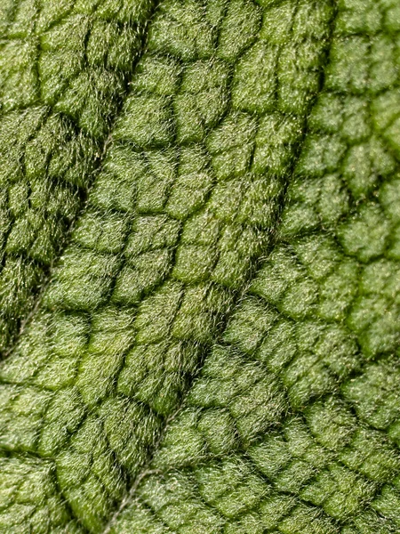 Hairy leaf — Stock Photo, Image