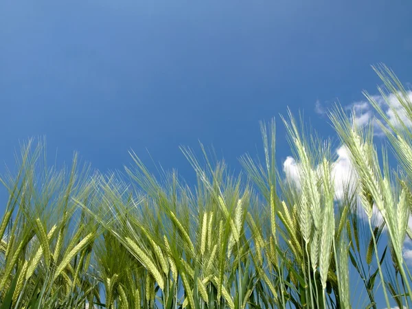 Campo de trigo verde — Foto de Stock