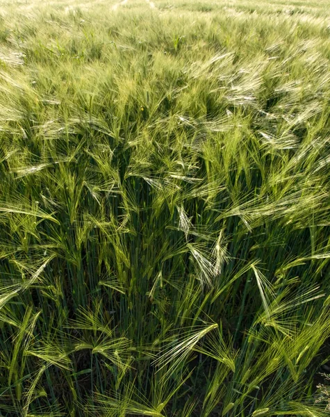 Зеленое пшеничное поле — стоковое фото