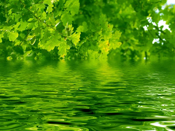 美しいオークの木と水 — ストック写真