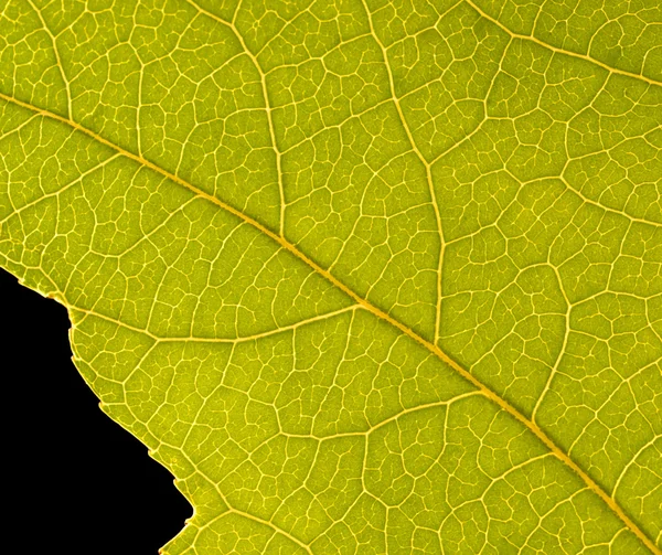 Beautiful green leaf — Stock Photo, Image