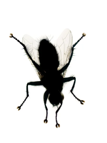 Housefly isolated on white — Stock Photo, Image