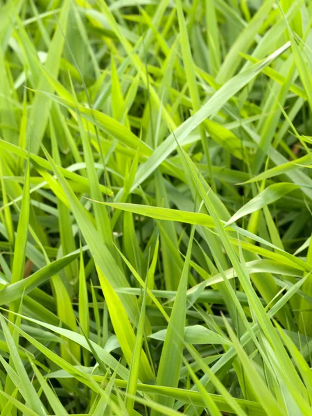 Krásné čerstvé trávy pozadí — Stock fotografie