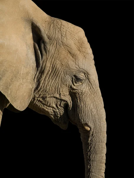 stock image African elephant