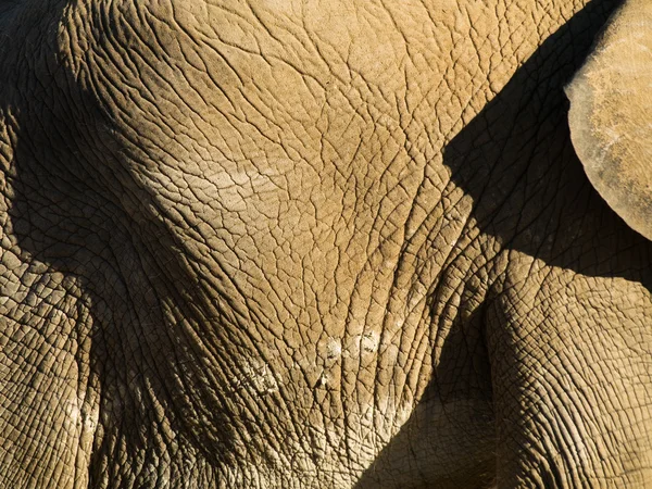 stock image Elephant close up