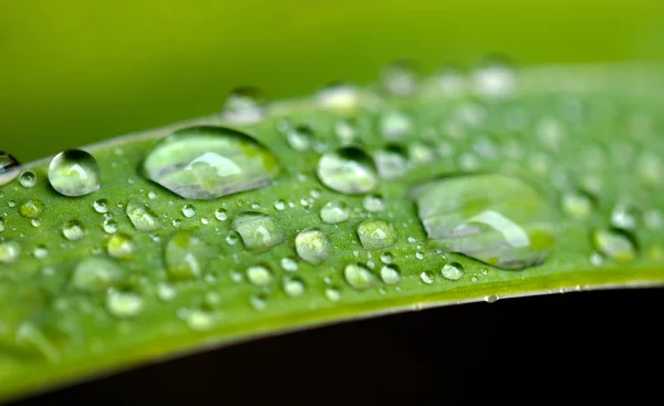 Yaprakların üzerine yağmur damlası — Stok fotoğraf