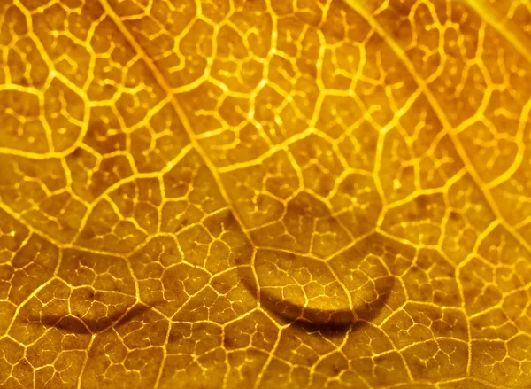 Brązowy liść makro krople — Zdjęcie stockowe