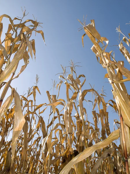 Cultivo de maíz en verano — Foto de Stock