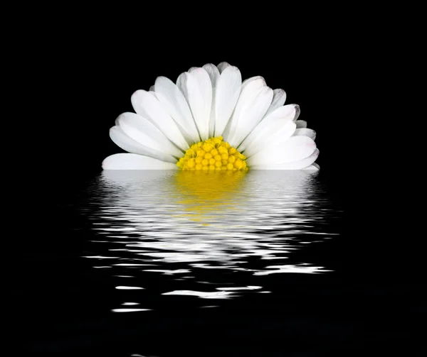 Sedmikráska květ reflexe — Stock fotografie