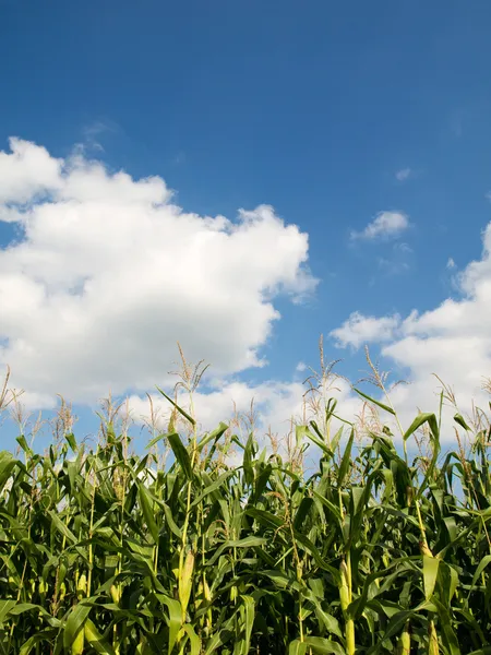 Corn crops field — Stock Photo, Image