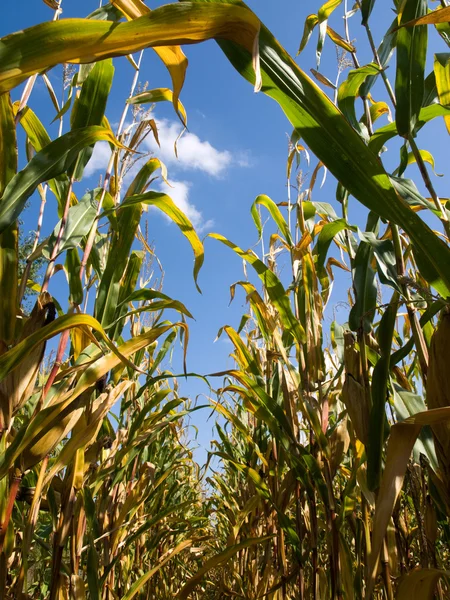 Campo de maíz al final del verano — Foto de Stock