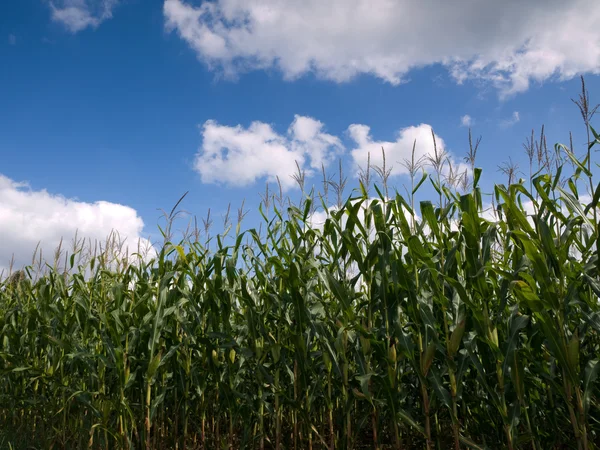 Кукурузное поле в конце лета — стоковое фото