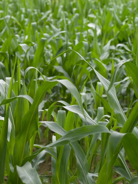 Campo de cultivos de maíz —  Fotos de Stock