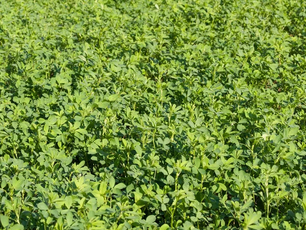 stock image Fresh clover field