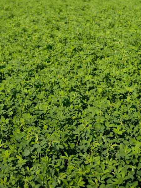 Stock image Fresh clover field