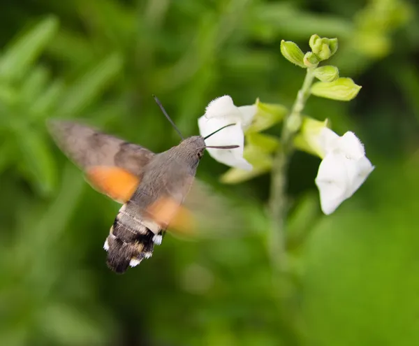 Koliber ćma — Zdjęcie stockowe