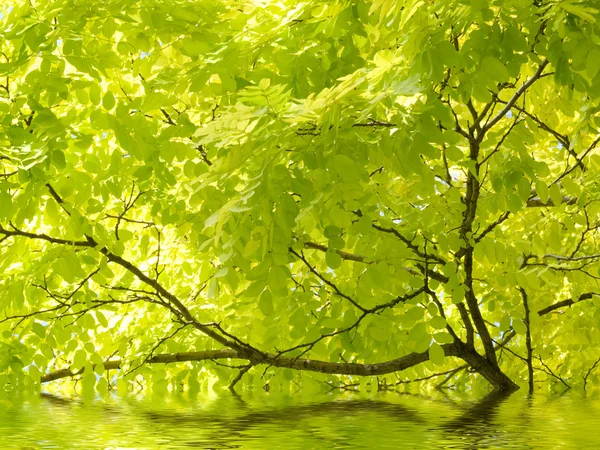 아름 다운 나무와 물 — 스톡 사진