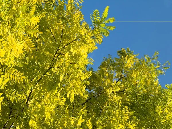 Beautiful yellow tree — Stock Photo, Image