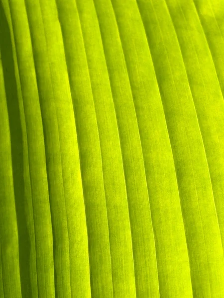 Krásné banánové listí — Stock fotografie
