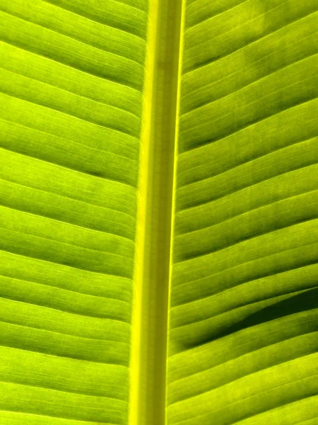 Bela folha de banana — Fotografia de Stock