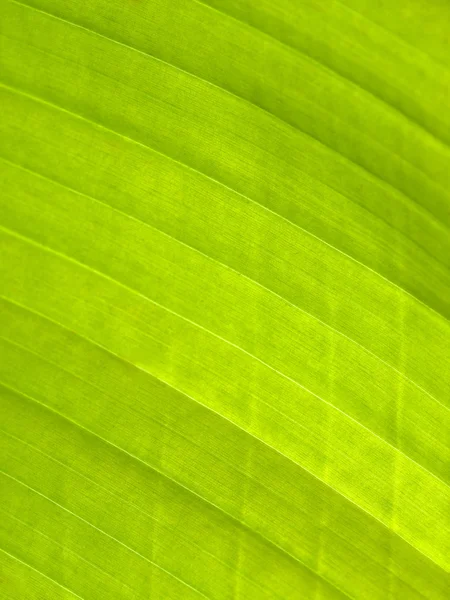 Krásné banánové listí — Stock fotografie