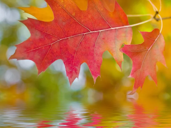 Beautiful autumn red oak leaves — Stock Photo, Image
