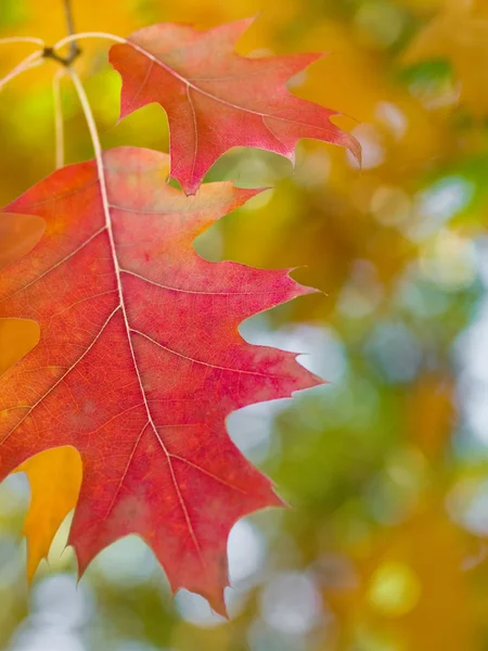 Mooie herfst rood eiken bladeren — Stockfoto