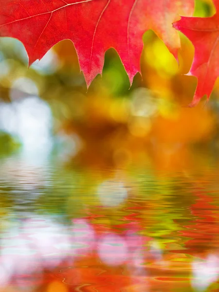 Beautiful autumn red oak — Stock Photo, Image