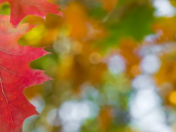 Güzel sonbahar kırmızı meşe yaprakları — Stok fotoğraf
