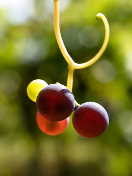 stock image Multicolored grapes