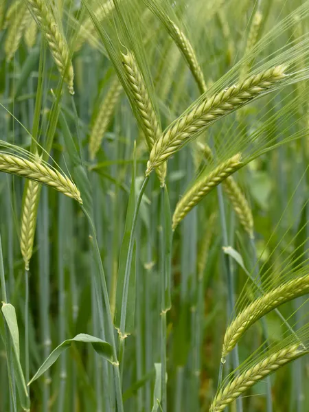 緑の小麦畑 ストック画像