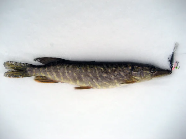 stock image Ice fishing