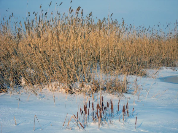 stock image Winter