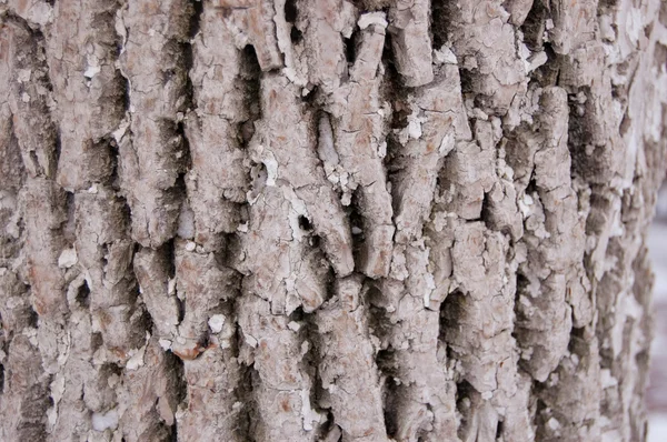 Bark wood — Stock Photo, Image