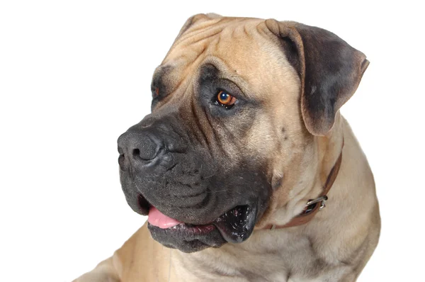 Portréja egy nagy fajta kutya — Stock Fotó
