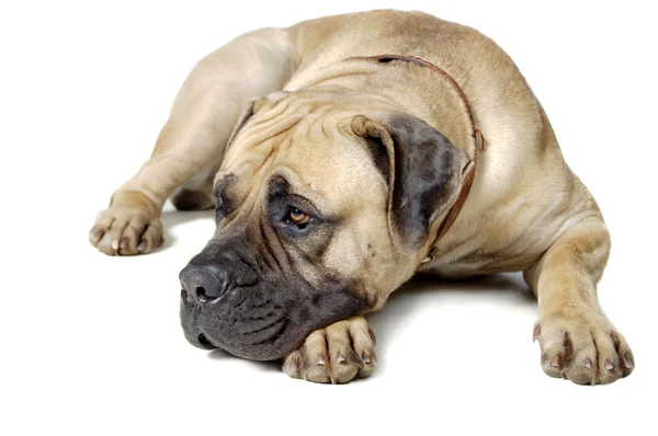 De hond van groot ras leugens en verlangt — Stockfoto