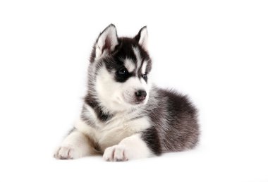 Siberian husky puppy clipart