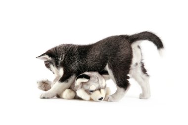 Köpek yavrusu