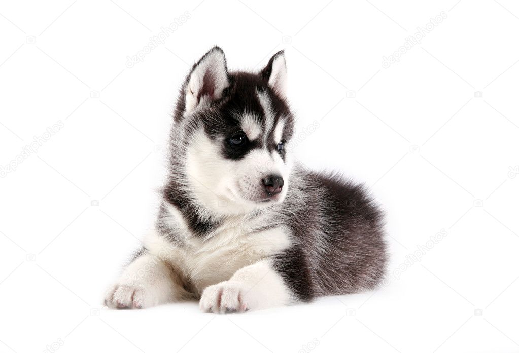 Siberian husky puppy