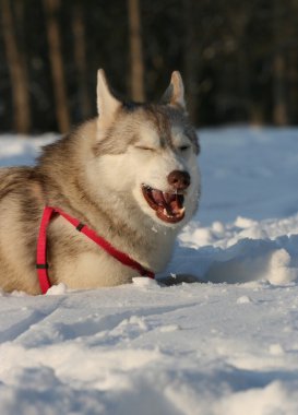 Siberian dış yapraklar